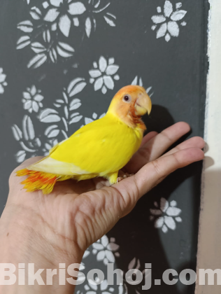 Red head opaline baby